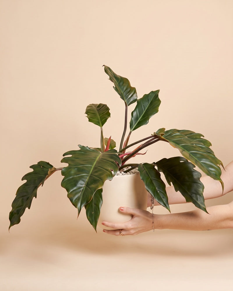 Großer Philodendron 'Pluto' • feey