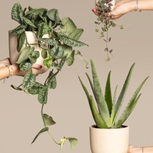 Harmony Bundle