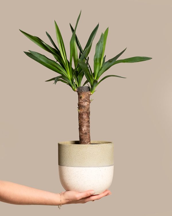 Kleine Yucca