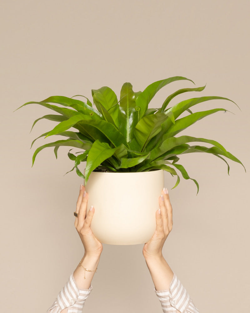Nestfarn
