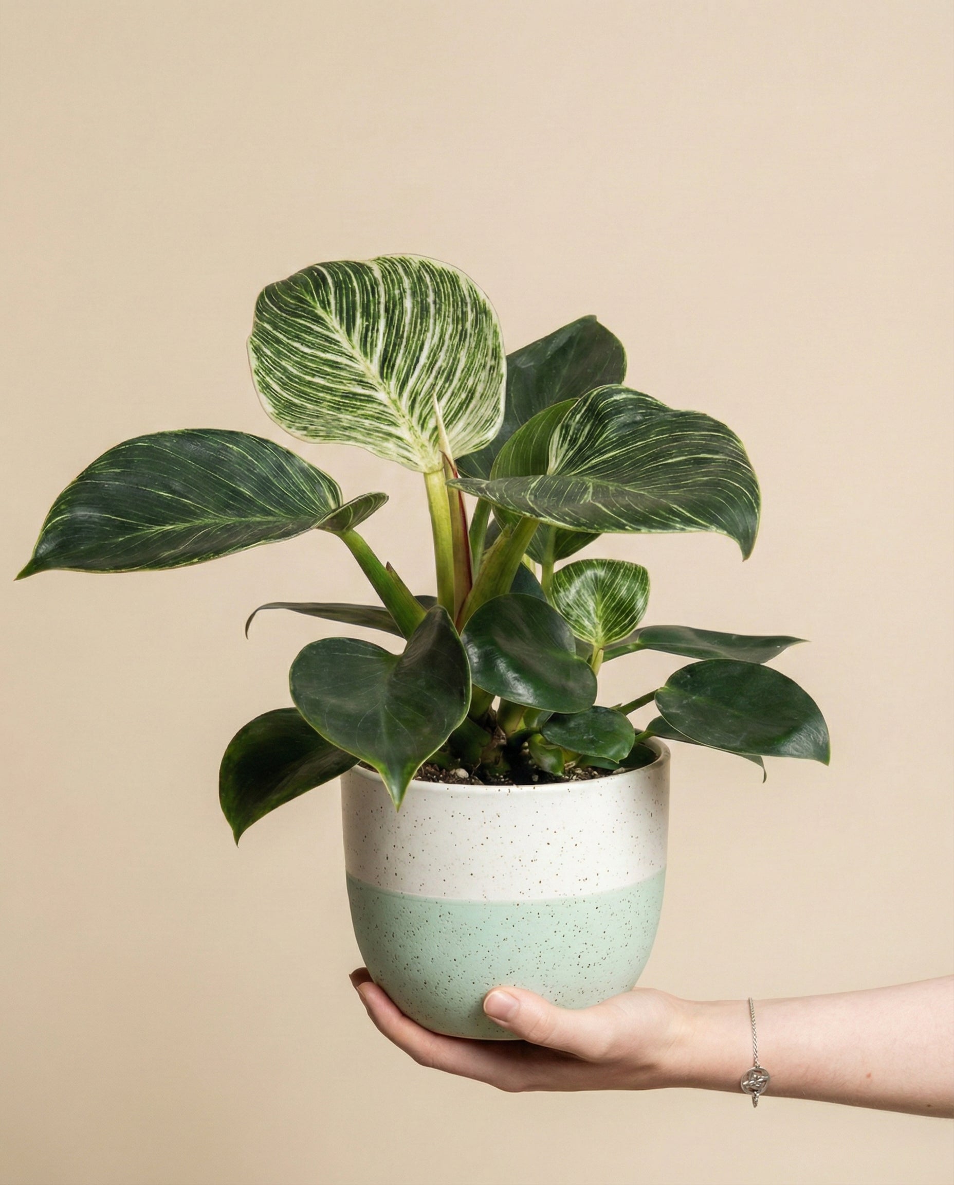 Philodendron 'Birkin' • feey