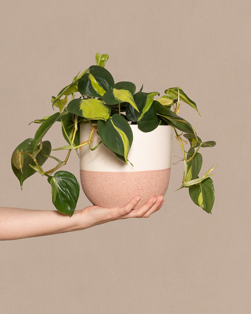 Philodendron scandens Brasil