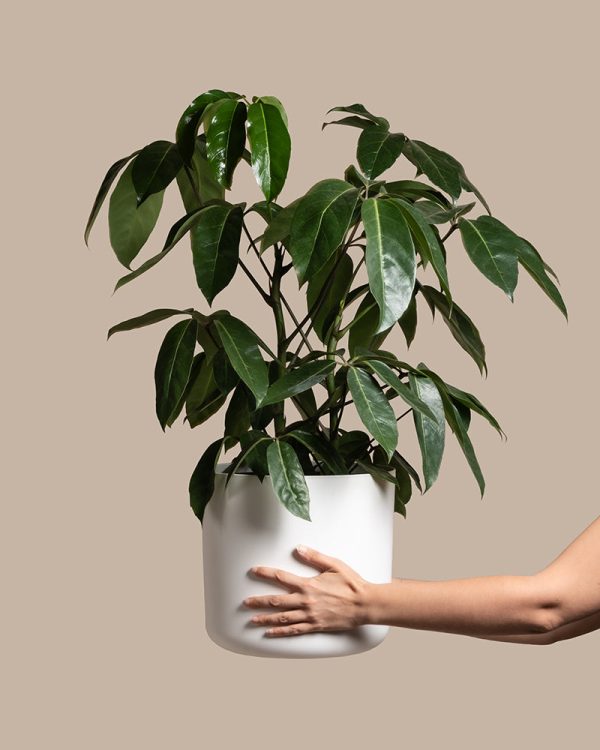 Schefflera amate