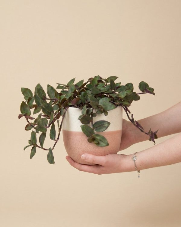 Tradescantia 'Bunny Bellies' • feey