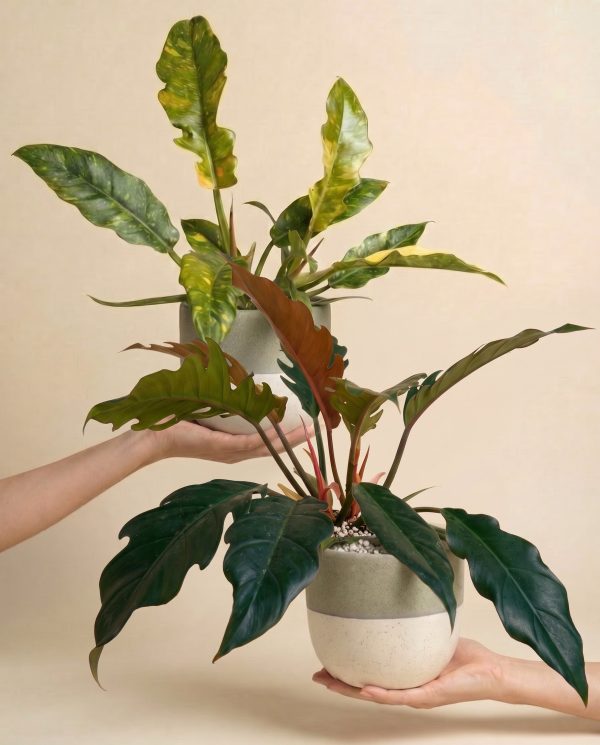 Zackiges Philodendron-Duo