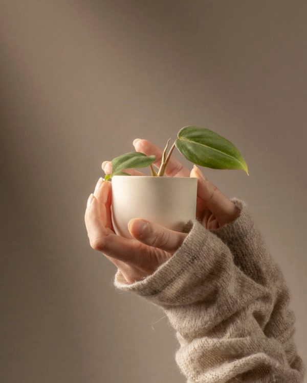 Philodendron gloriosum Babypflanze