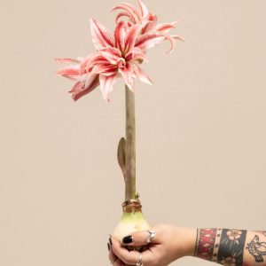 Amaryllis