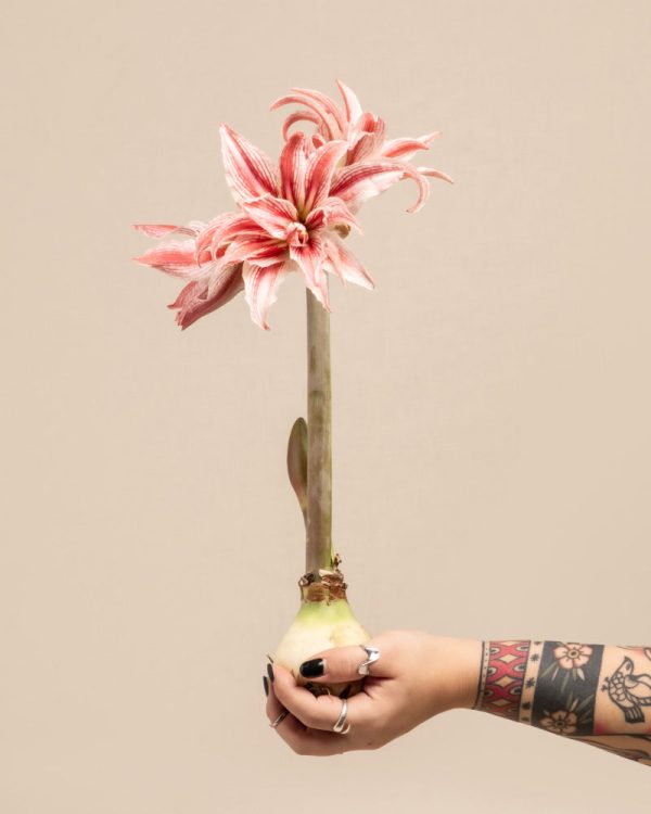 Amaryllis