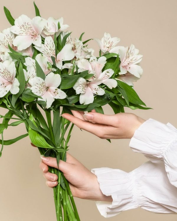 Alstroemeria weiß