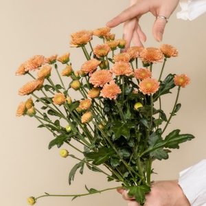 Chrysanthemen pfirsich
