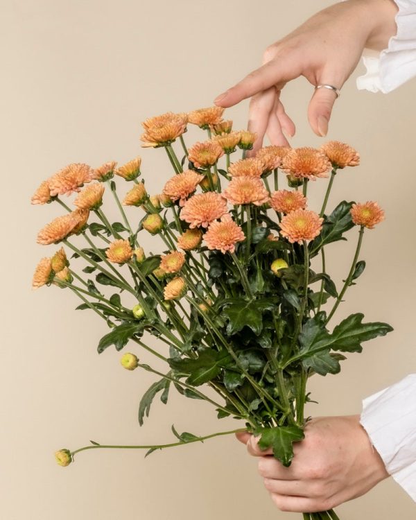 Chrysanthemen pfirsich