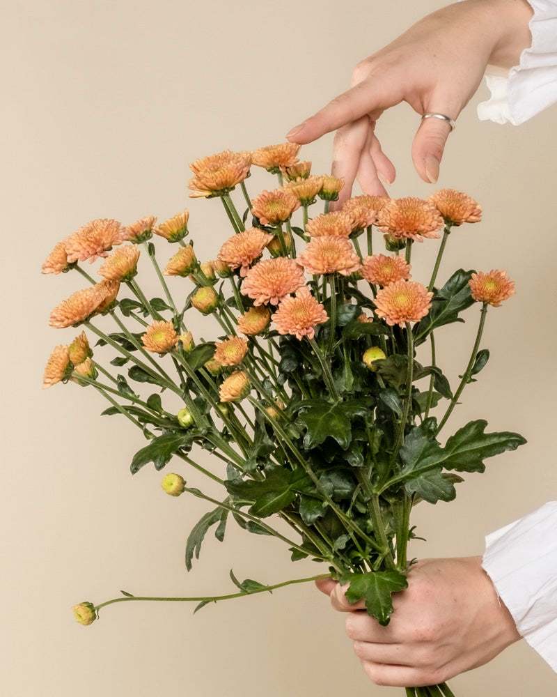 Chrysanthemen pfirsich