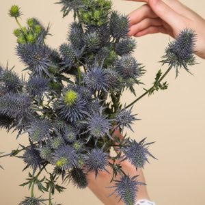 Edeldistel
