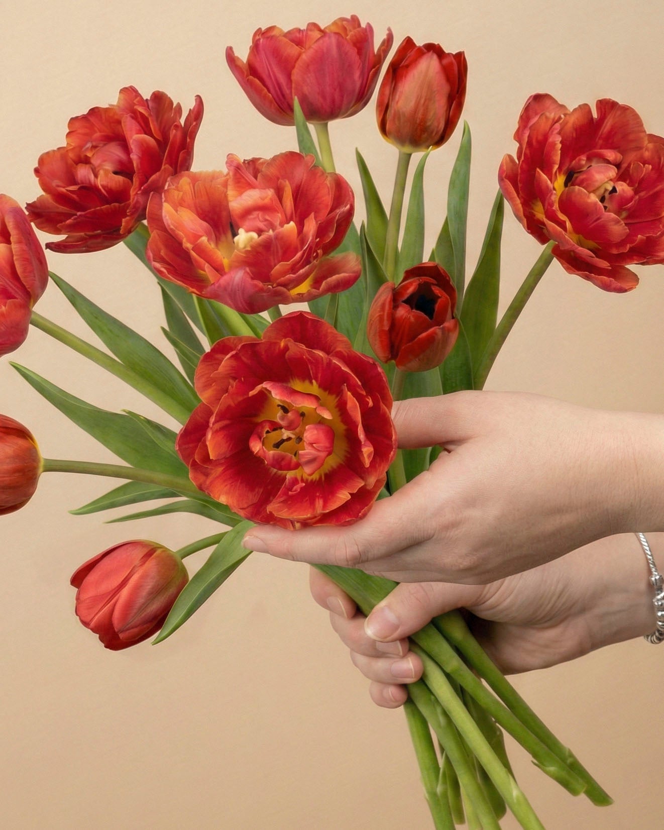 Tulpen «Herzklopfen»