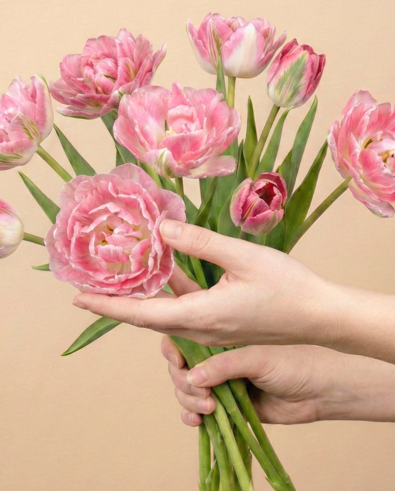 Tulpen «Liebesgedicht»