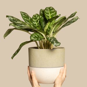 Aglaonema Amazon Silver