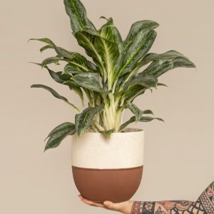 Aglaonema Emerald Stone