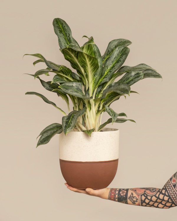 Aglaonema Emerald Stone
