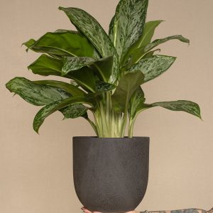 Aglaonema greenlight