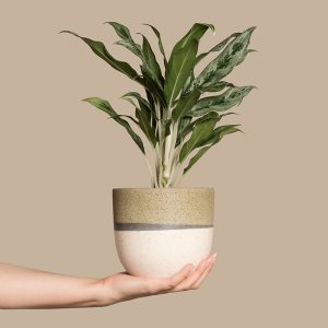 Aglaonema Greyhound