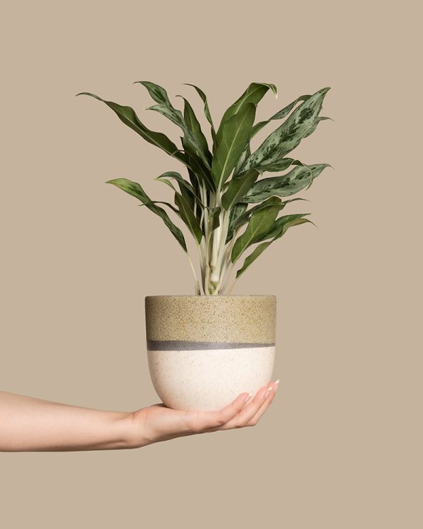 Aglaonema Greyhound