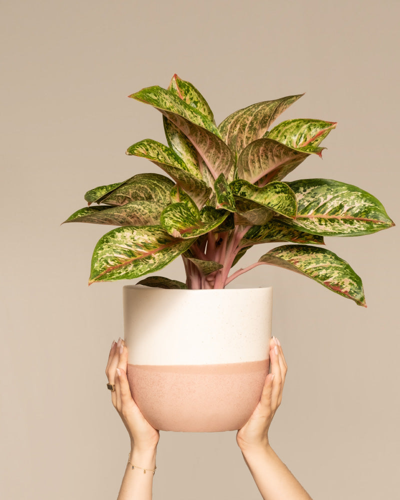 Aglaonema Painted Celebration