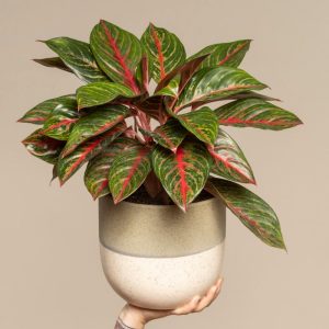Aglaonema Red Emerald