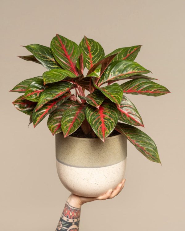 Aglaonema Red Emerald