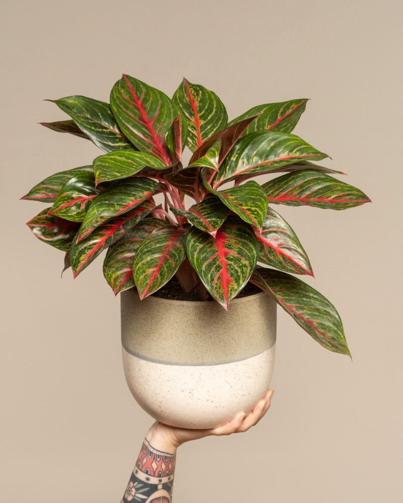 Aglaonema Red Emerald