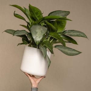 Aglaonema Silverado