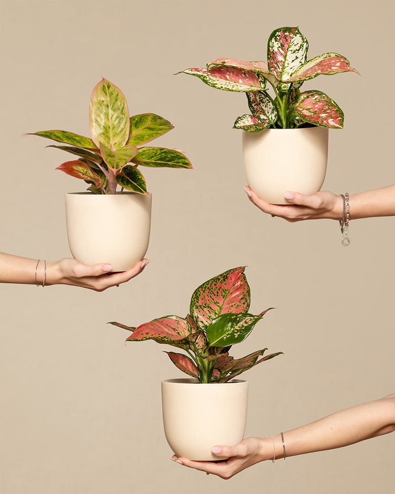 Buntes Aglaonema-Trio