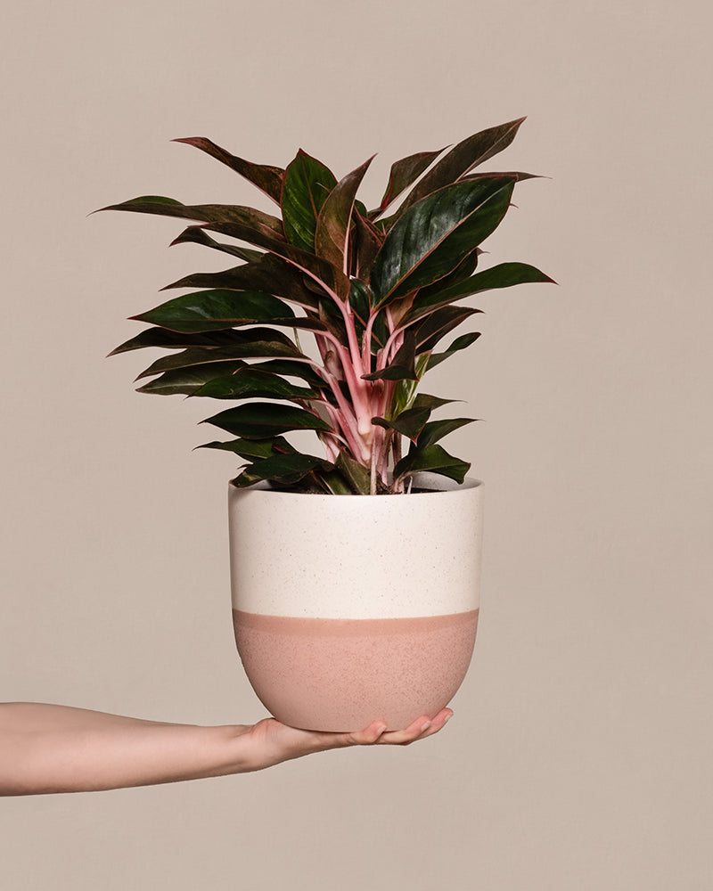 Große Aglaonema Jungle Red