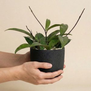 Hoya pubicalyx • feey