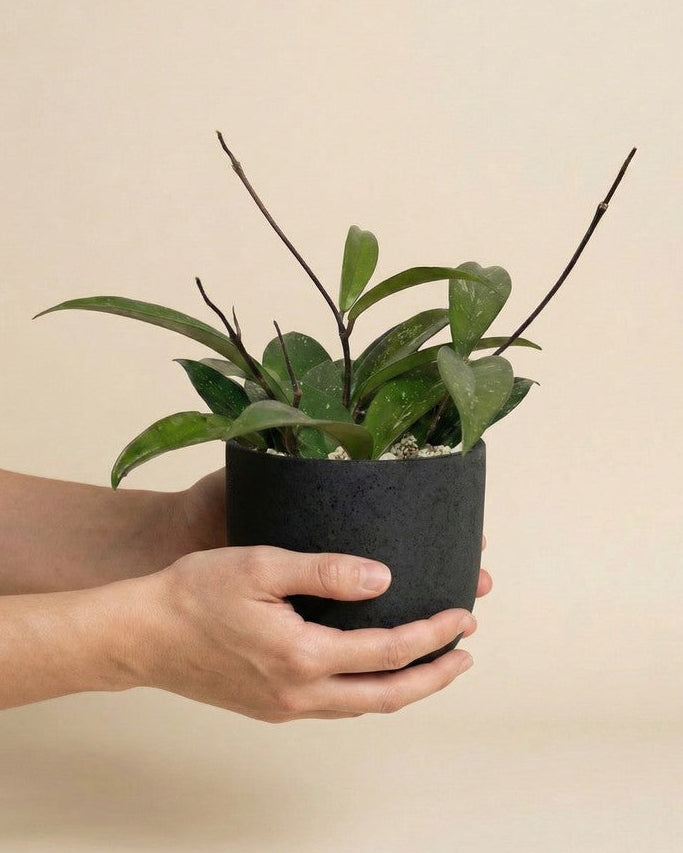 Hoya pubicalyx • feey