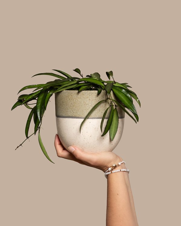 Hoya Wayetii