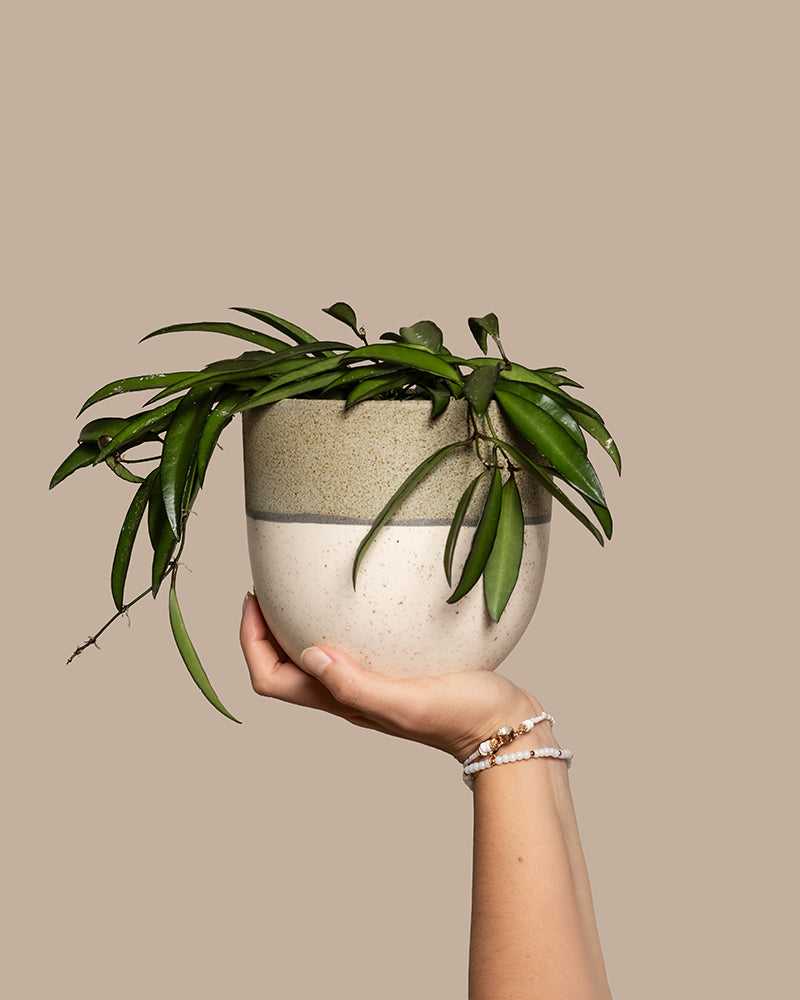 Hoya Wayetii