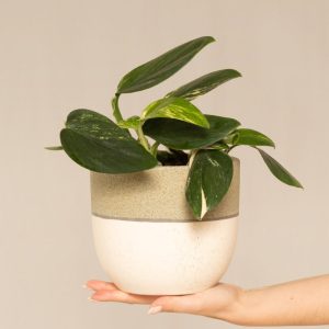 Monstera standleyana