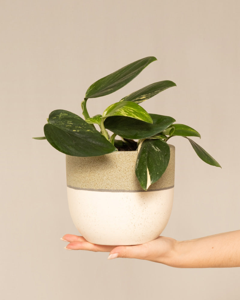 Monstera standleyana
