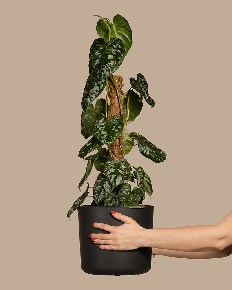 Philodendron brandtianum