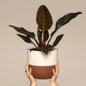 Philodendron 'Imperial Red'