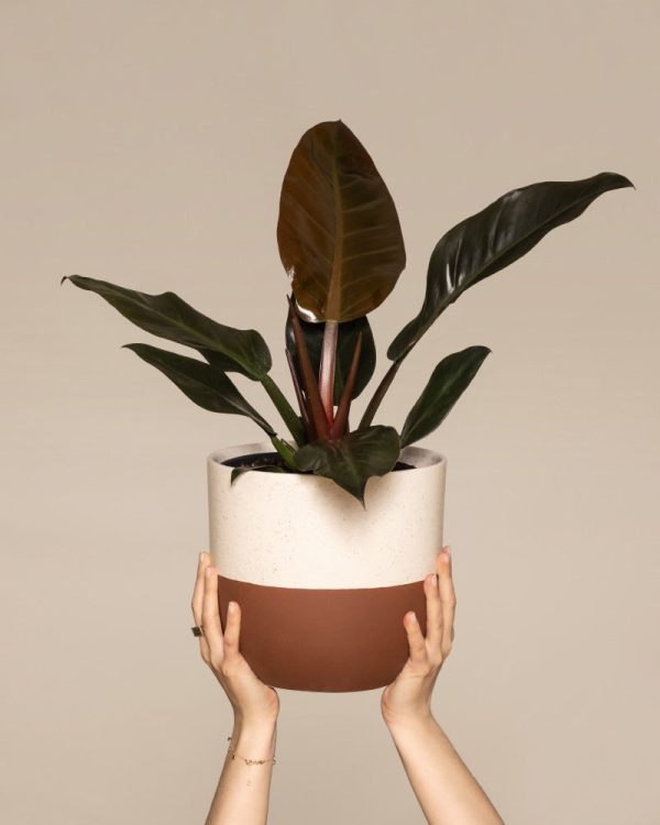 Philodendron 'Imperial Red'