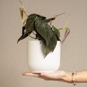 Philodendron micans