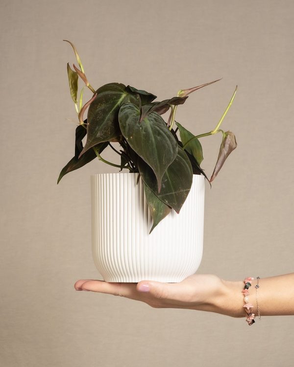 Philodendron micans