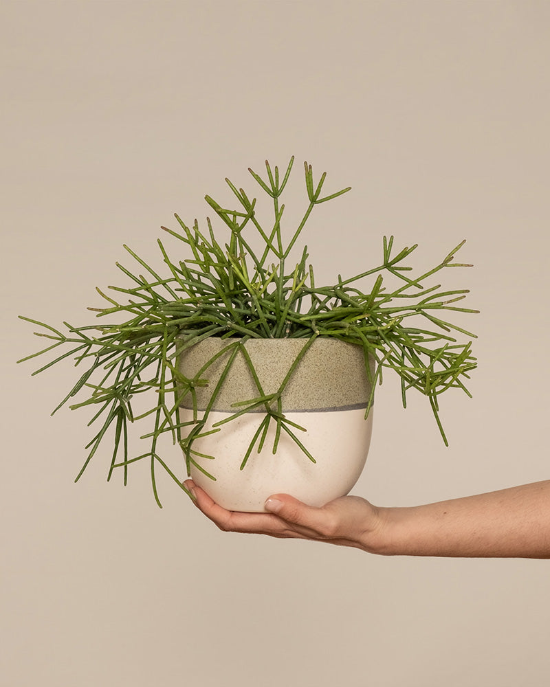 Rhipsalis neves-armondii