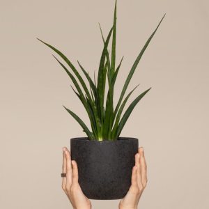 Sansevieria 'Friends'