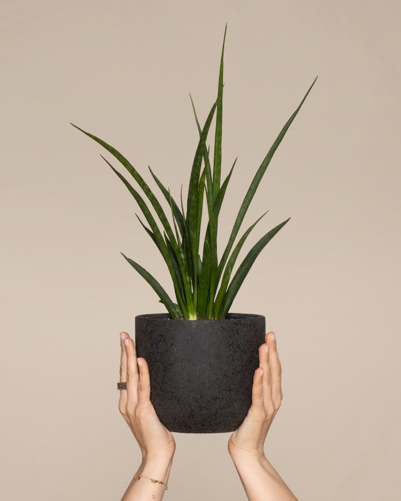 Sansevieria 'Friends'