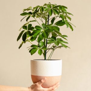 Schefflera