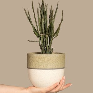 Euphorbia erecta
