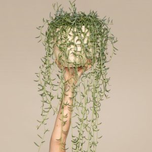 Senecio radicans
