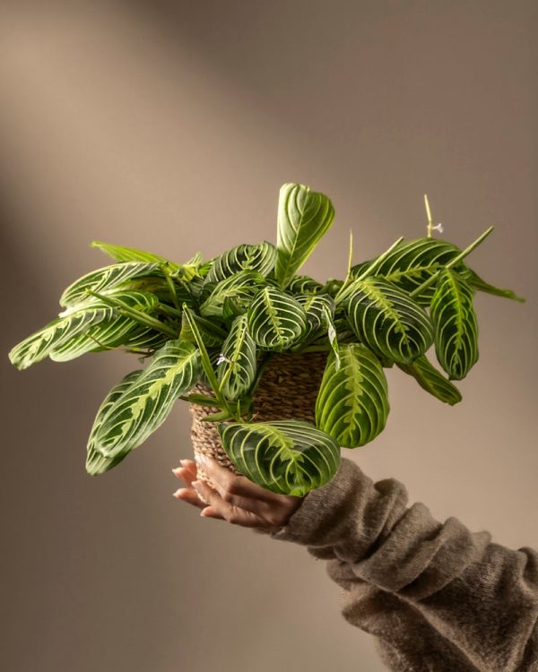 Maranta Lemon Lime